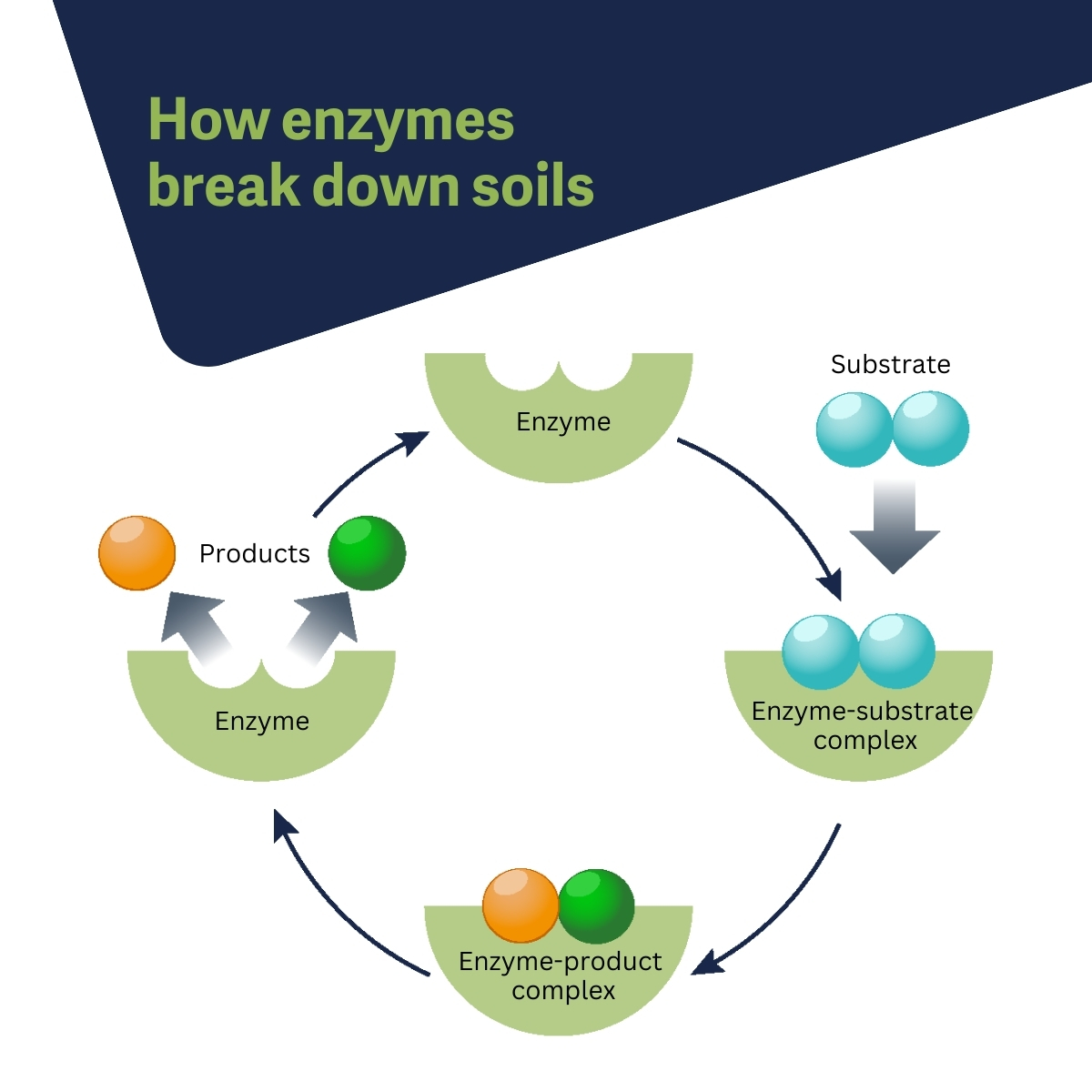 How enzymes break down soils.png
